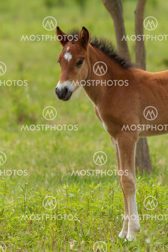 Nice foal on the meadow in springtime