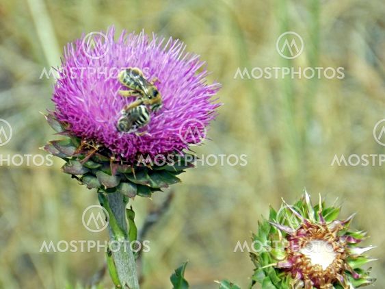 Honey bees on a bristle thistle