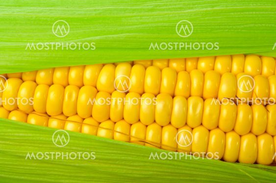 Fresh corn close up on white