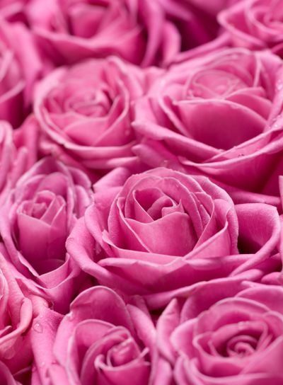 Pink roses.