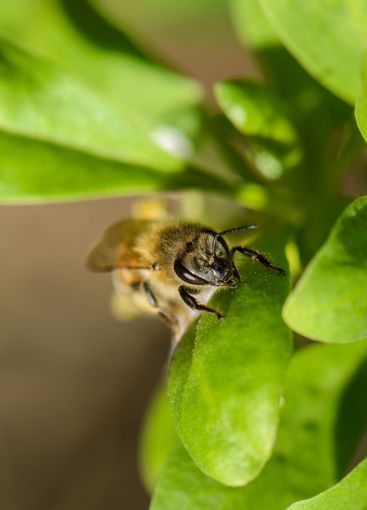 Bee pollinates green leaves in a vibrant garden during...