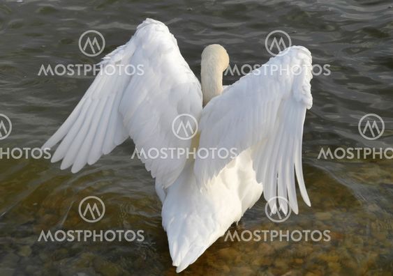 Wild white angel - swan