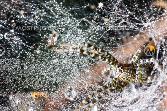 Spider and drops water on the nest
