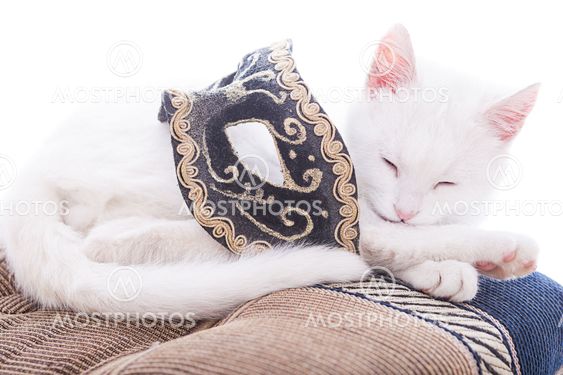 White cat on a white background