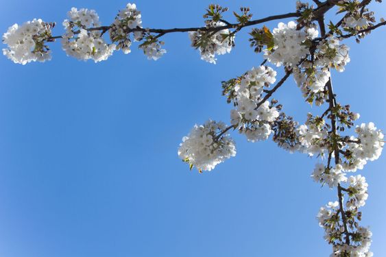 White cherry blossoms and a blue sky in spring
