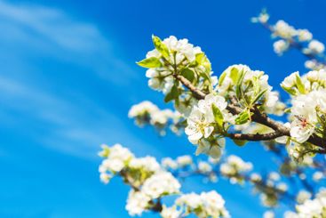 Blooming white flowers against a bright blue sky in...