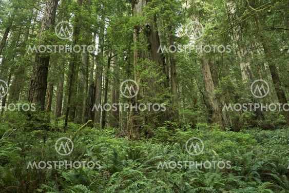 Ferns Forest