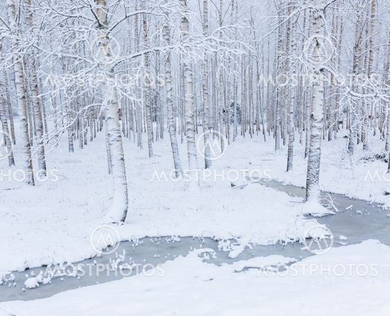 Birch Wood Forest Covered I By Juhani Viitanen Mostphotos