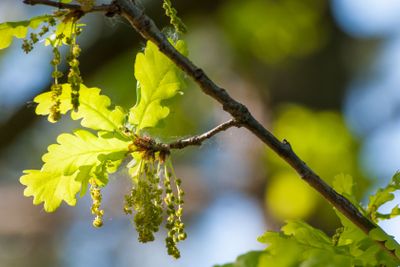 Flowering oak in spring