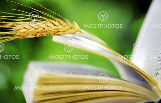 wheat spike on open book