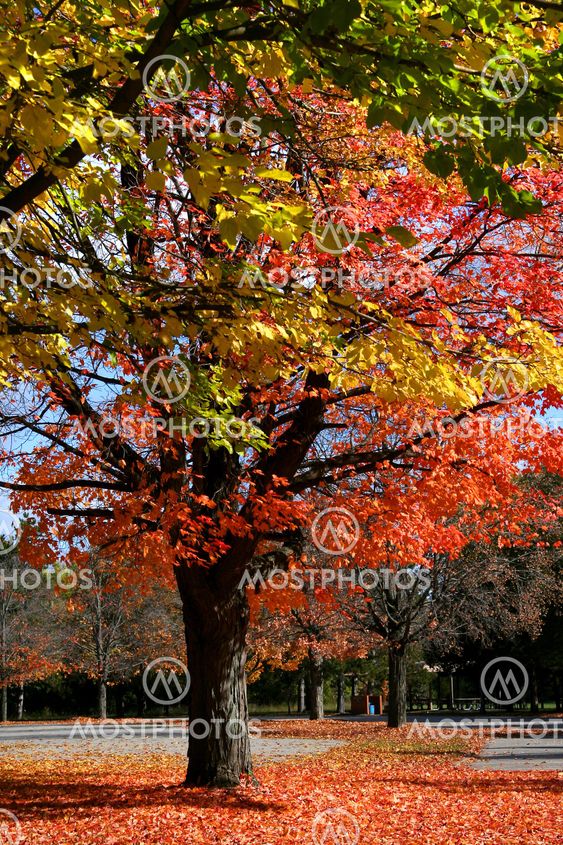 Autumn Trees