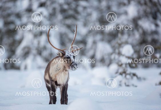Reindeer in forest in winter time