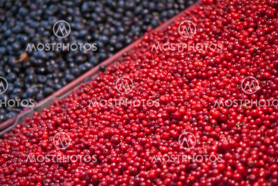 Lingonberry