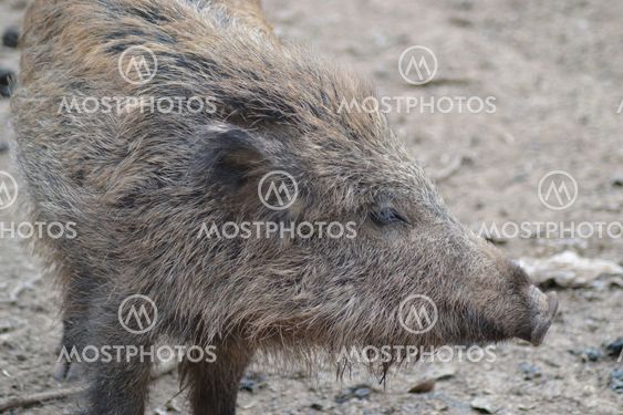 Wild boar