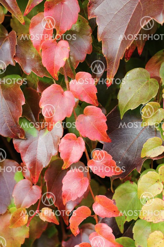 Close up of autumn ivy leaves