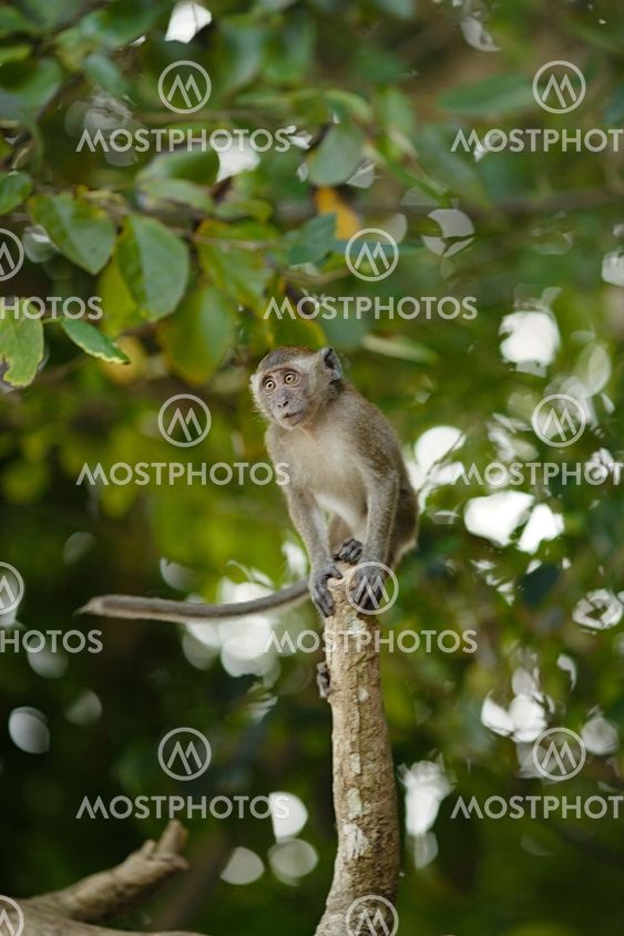Hoppe makak Monkey