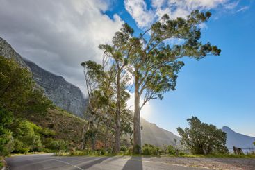 Mountains, road and trees with nature, tourism and earth...