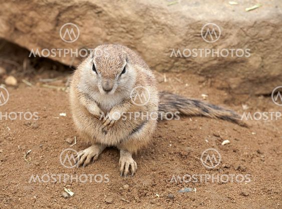 fat gopher