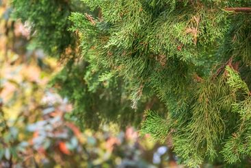 Leaves and cones of a Juniper tree evergreen