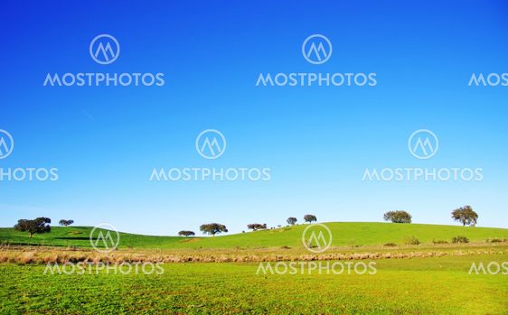 Trees in alentejo field