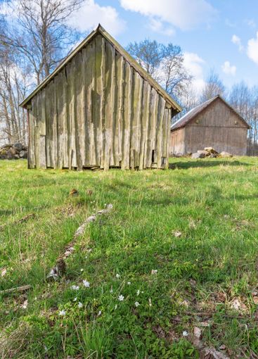 Blommande vitsippor vid trälador på en äng