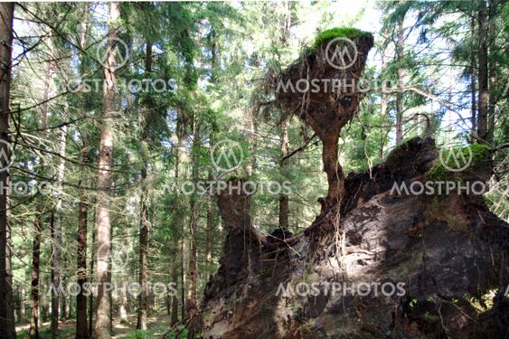 Root vältan
