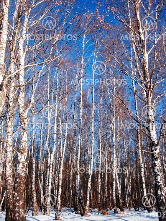 White birches and clear blue winter sky