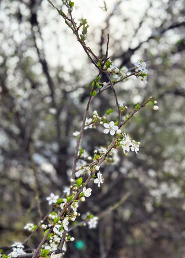 Blooming tree in the gentle sunshine branches in spring....