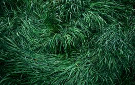 Fresh green grass with dew water drops close up