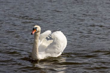 white swans who arrived in eastern Europe in the spring...