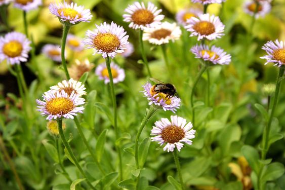 Ydmyge bee på blomst