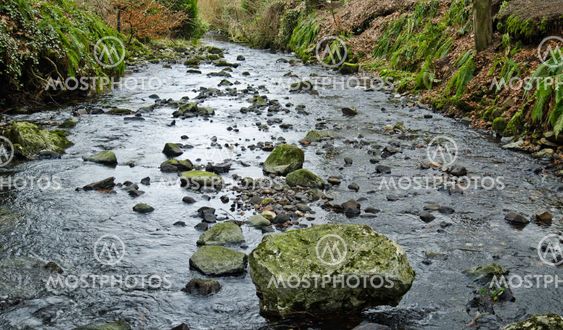 Babbling Brook