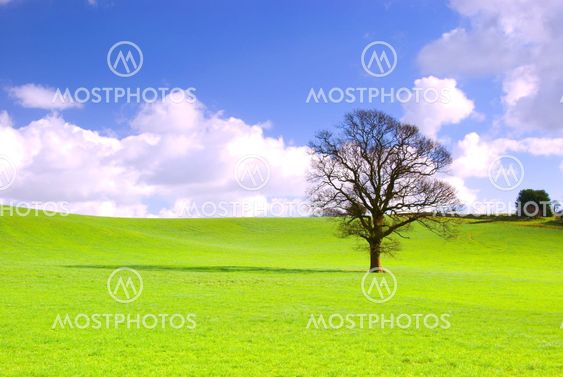 Lone tree