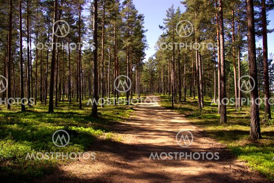 Pine-forest