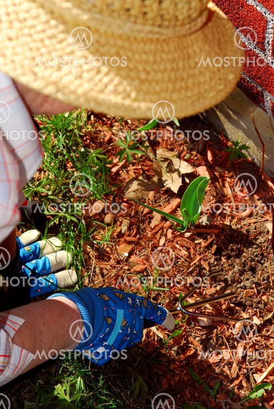 Senior woman gardening