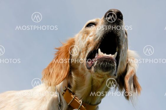 engelsk setter