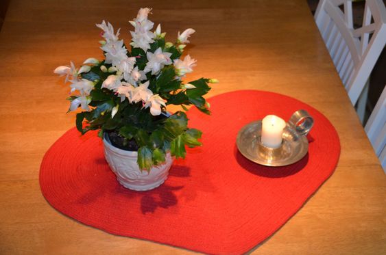 White Christmas Cactus