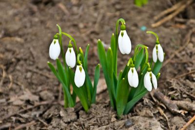 White snowdrop flowers (Galanthus nivalis) on early spring