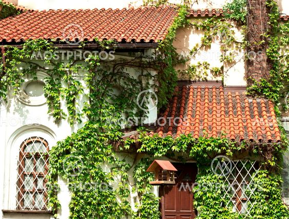 A front of a ivied house