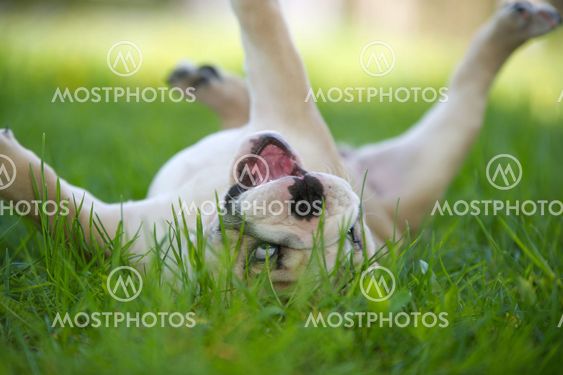 Cute english bulldog puppy outdoors