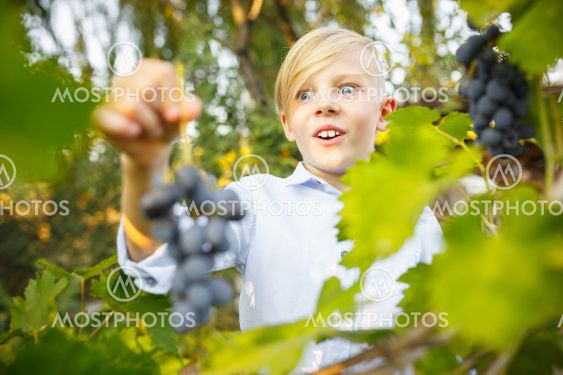 Happy little boy during picking grape in a garden...
