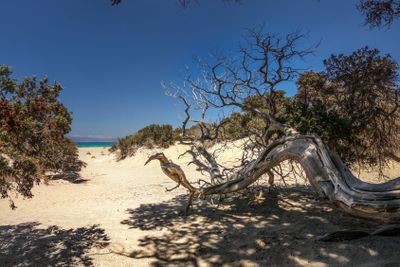 Large-fruited juniper (Juniperus macrocarpa) tree on...