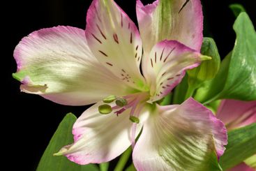 Pink lily, flowers and decoration in studio as...