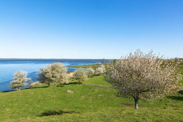 Lake view with blooming fruit trees in the meadows