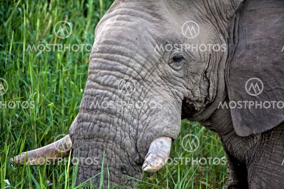 elephant close-up at etosha national park namibia