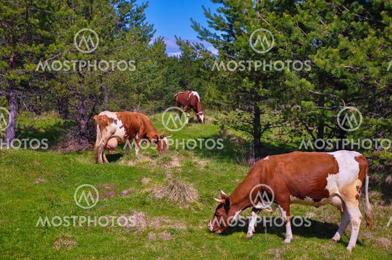 Dining cows
