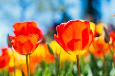 Tulip. Beautiful bouquet of tulips. colorful tulips.