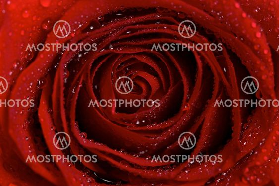 Macro of Dew Droplets of Water on a Red Rose