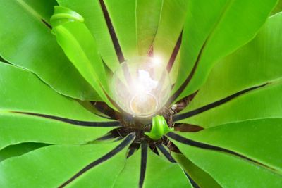 green leaves around the light bulb for nature energy and...