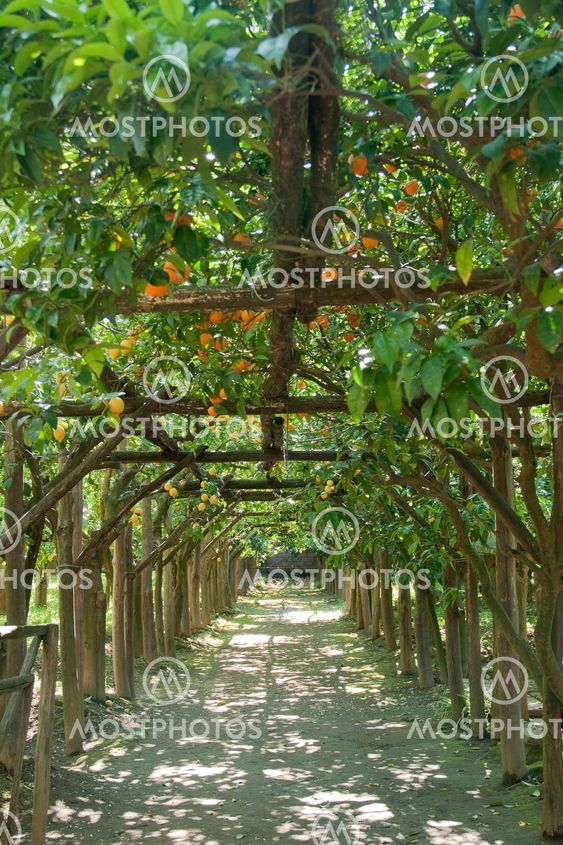 Citrus gardern in Sorrento, Italy